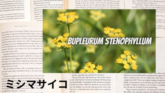 ミシマサイコのアロマハーブ事典(辞典)用アイキャッチ＠botanical-study