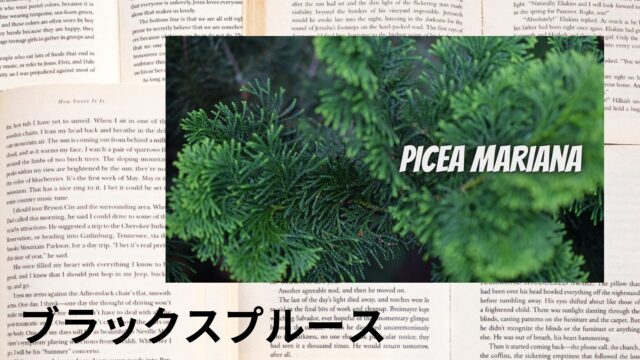 ブラックスプルースのアロマハーブ事典(辞典)用アイキャッチ＠botanical-study
