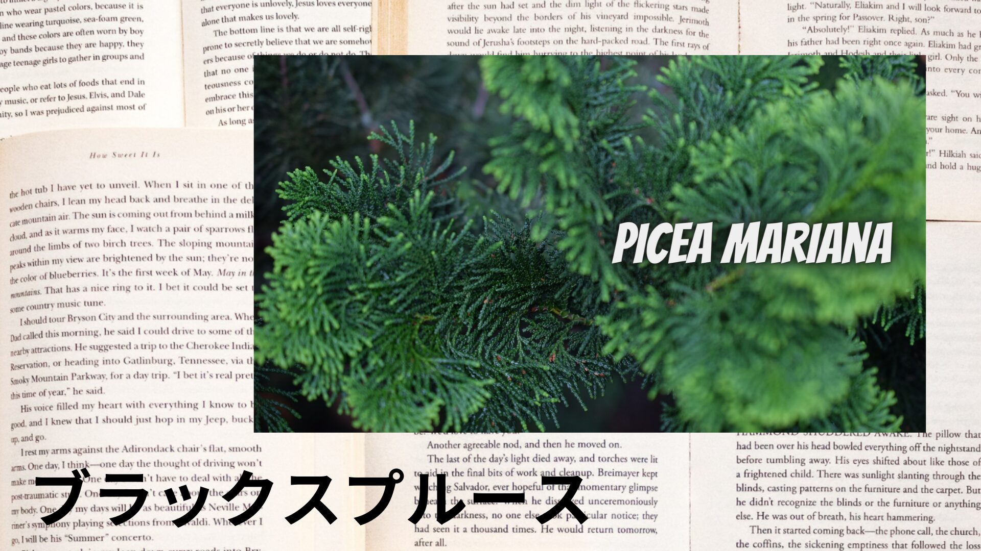 black-spruce-aroma-herb-dictionary-eyecatch-botanical-study