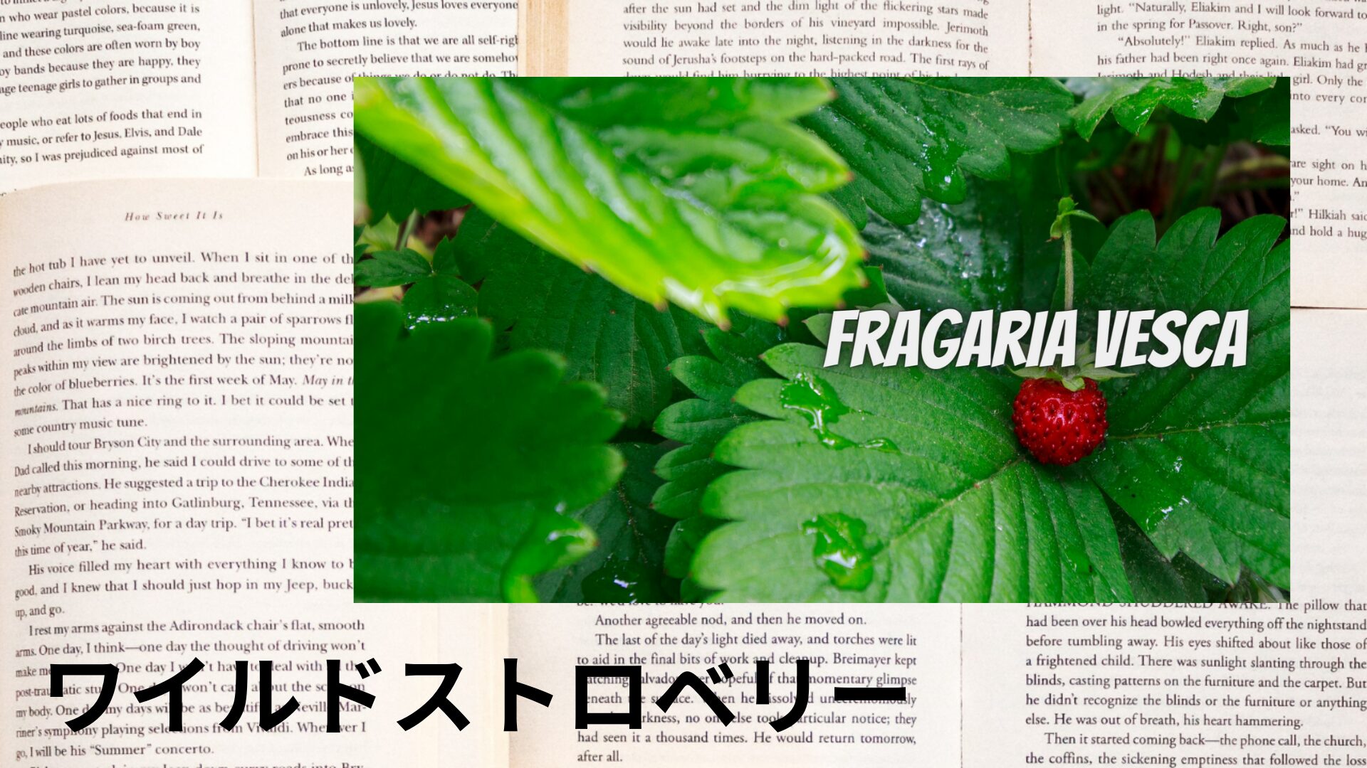 wild-strawberry-aroma-herb-dictionary-eyecatch-botanical-study