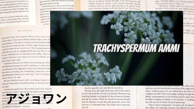 アジョワンのアロマハーブ事典(辞典)用アイキャッチ＠botanical-study