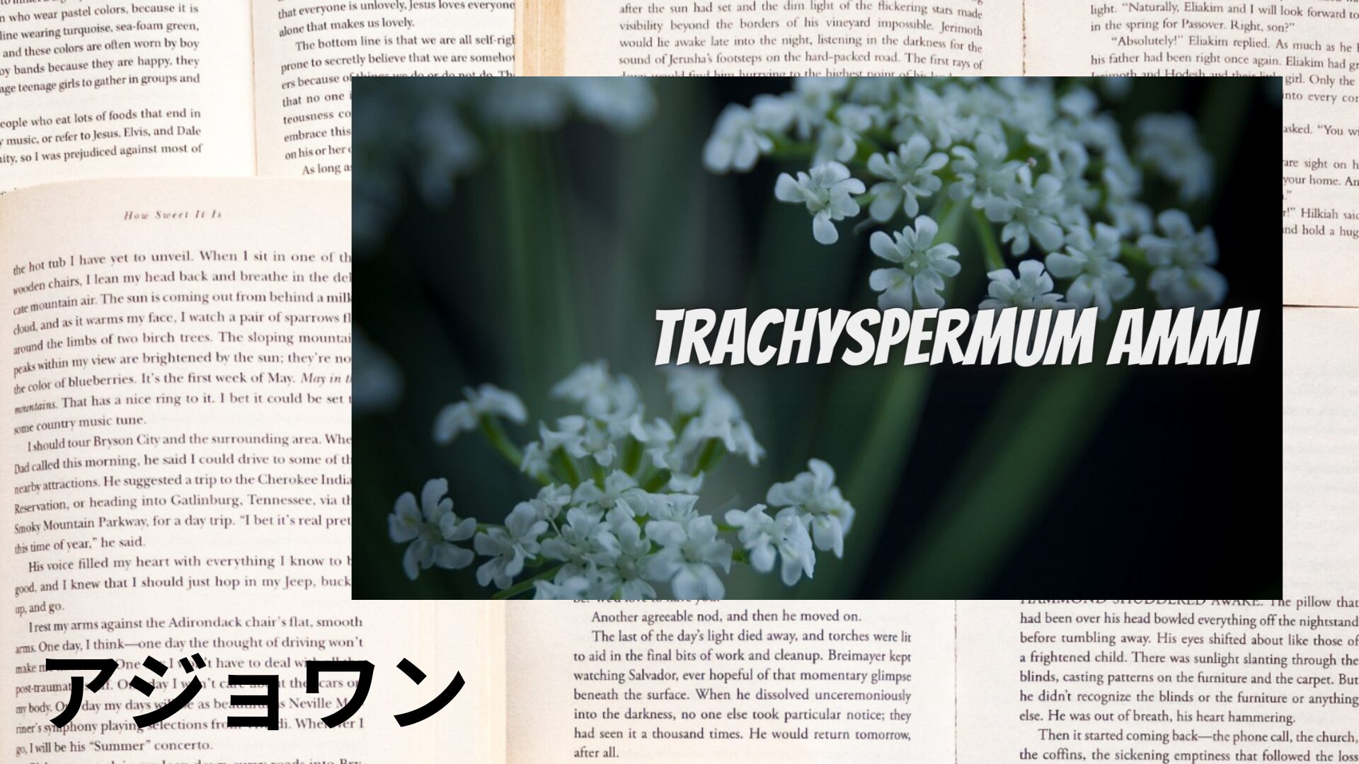 ajowan-aroma-herb-dictionary-eyecatch-botanical-study