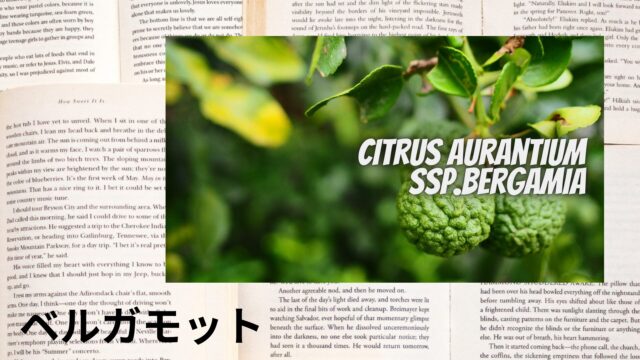 ベルガモットのアロマハーブ事典(辞典)用アイキャッチ＠botanical-study