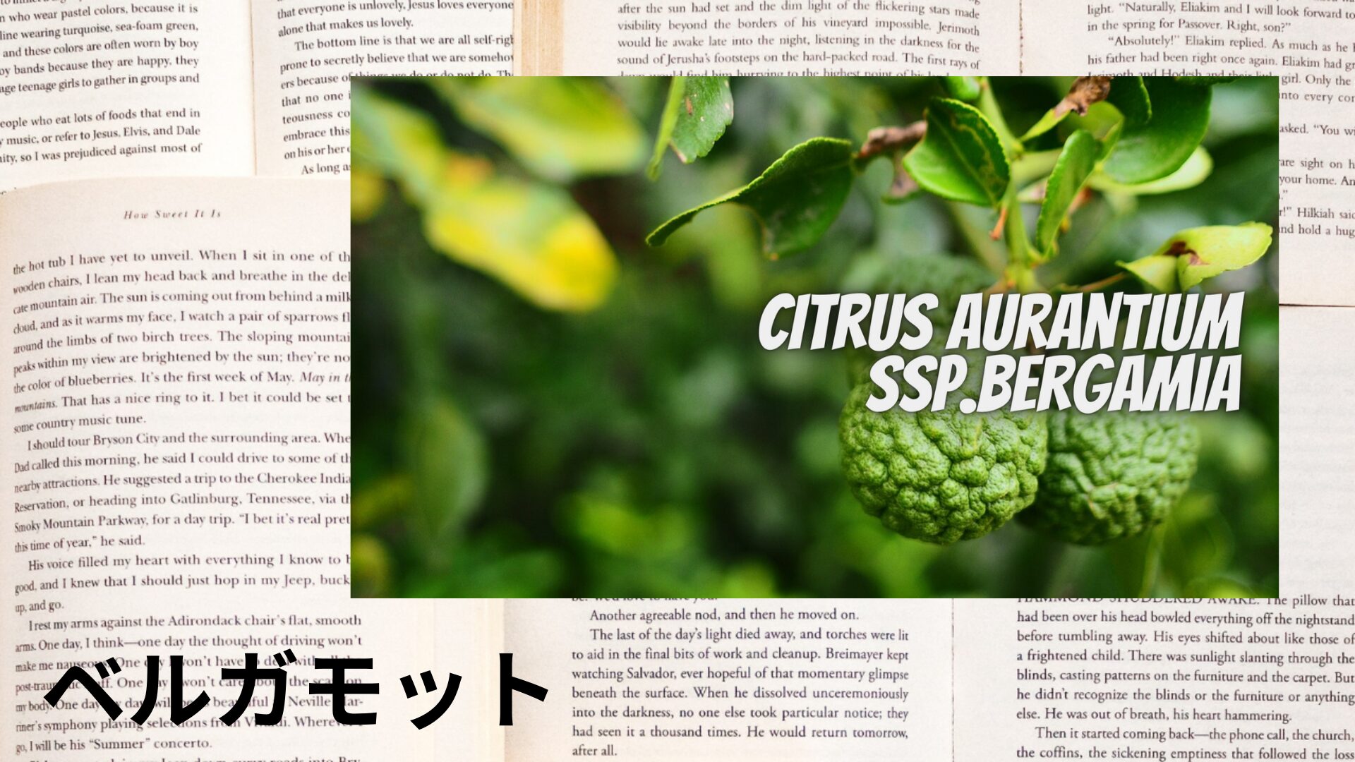 bergamot-aroma-herb-dictionary-eyecatch-botanical-study