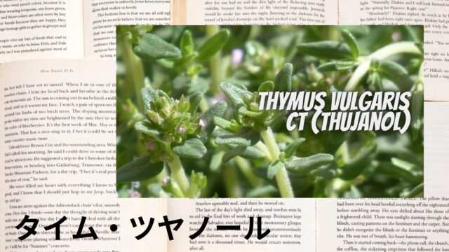 タイム・ツヤノールのアロマハーブ事典(辞典)用アイキャッチ＠botanical-study