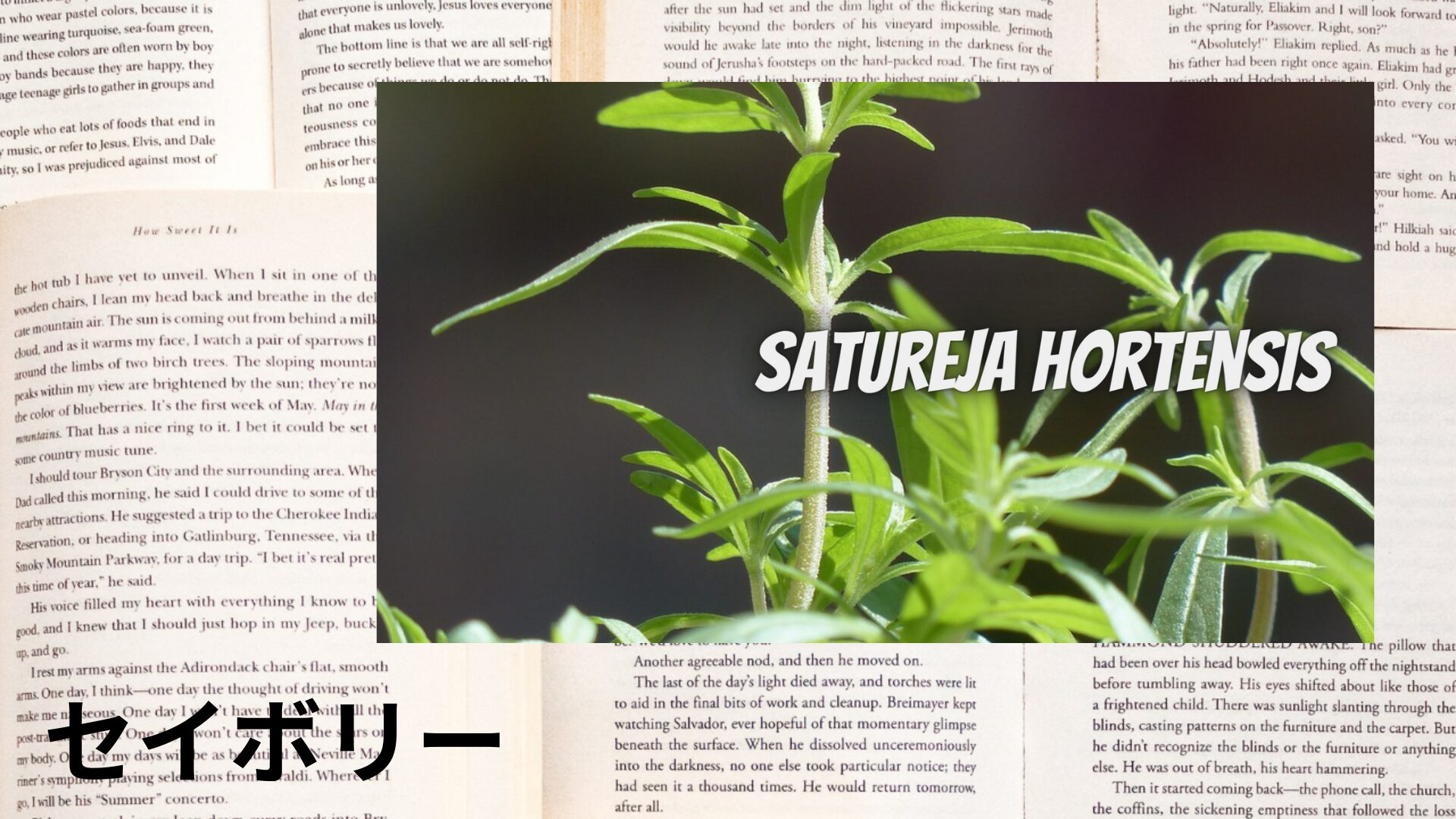 savory-aroma-herb-dictionary-eyecatch-botanical-study