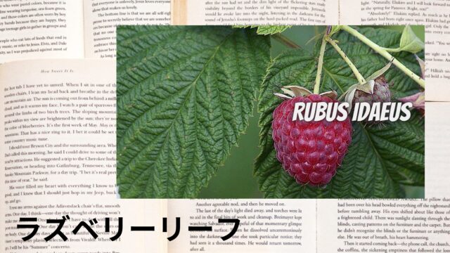 ラズベリーリーフのアロマハーブ事典(辞典)用アイキャッチ＠botanical-study