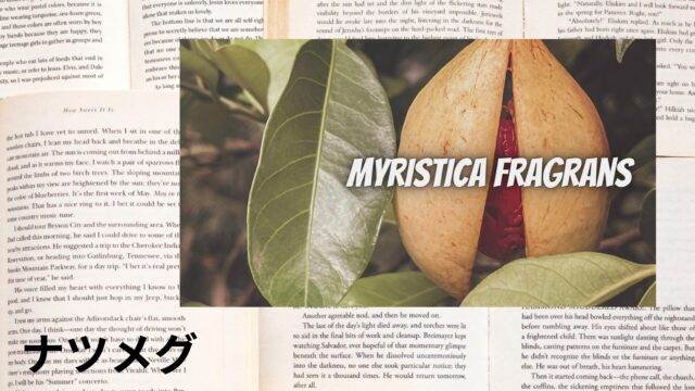 ナツメグのアロマハーブ事典(辞典)用アイキャッチ＠botanical-study
