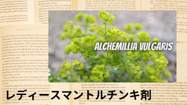 レディースマントルチンキ剤のアロマハーブ事典(辞典)用アイキャッチ＠botanical-study