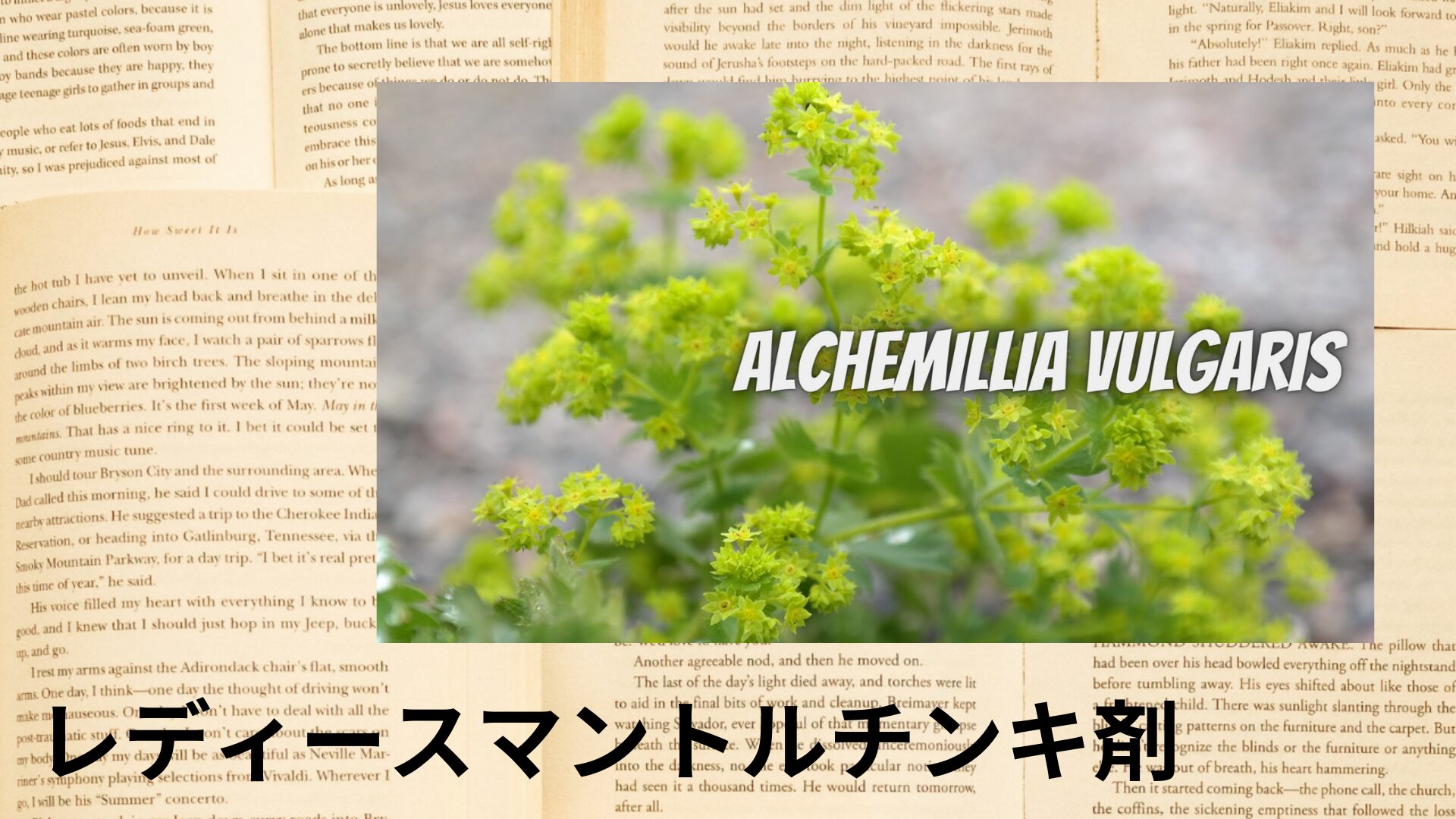 ladys-mantle-tincture-aroma-herb-dictionary-eyecatch‐botanical-study