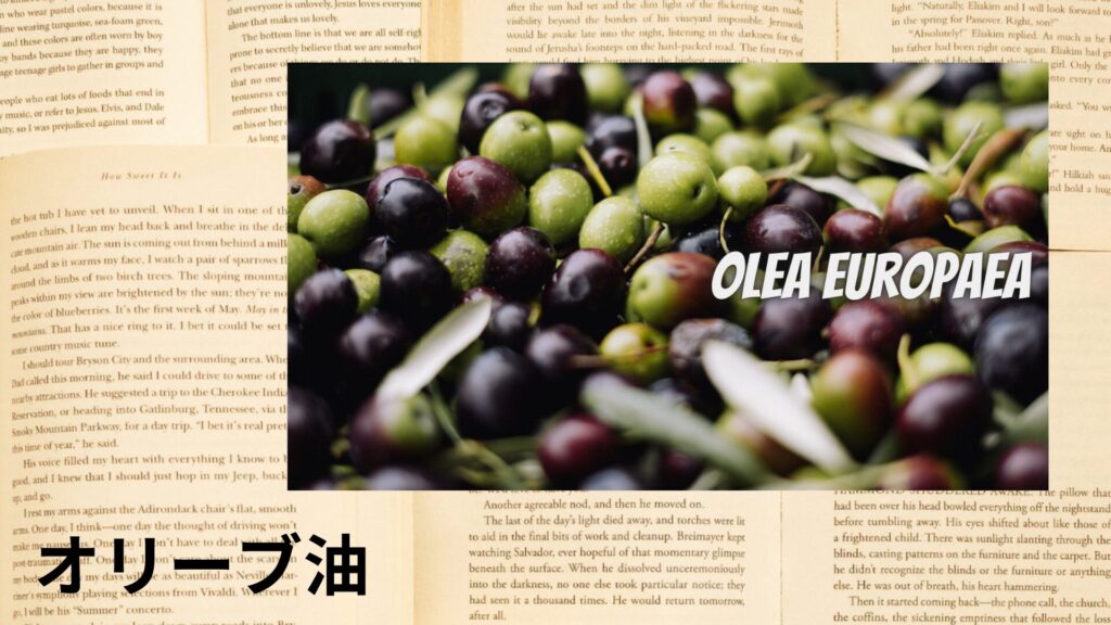 olive-oil-aroma-herb-dictionary-eyecatch-botanical-study
