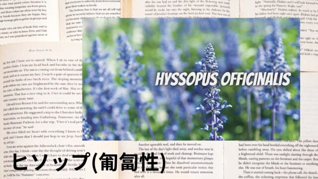 ヒソップ(匍匐性)のアロマハーブ事典(辞典)用アイキャッチ＠botanical-study