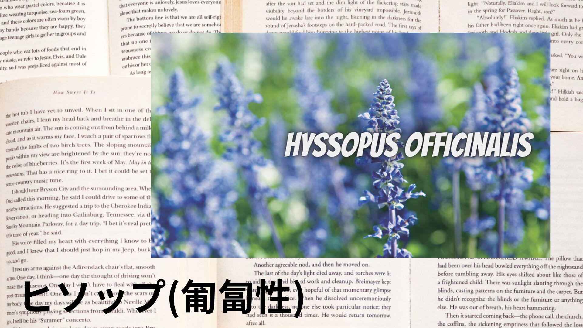 creeping-hyssop-aroma-herb-dictionary-eyecatch-botanical-study