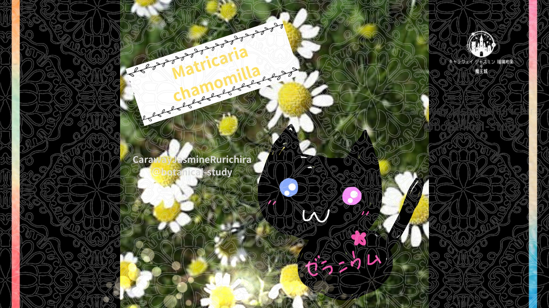 今日の誕生花A　11.3