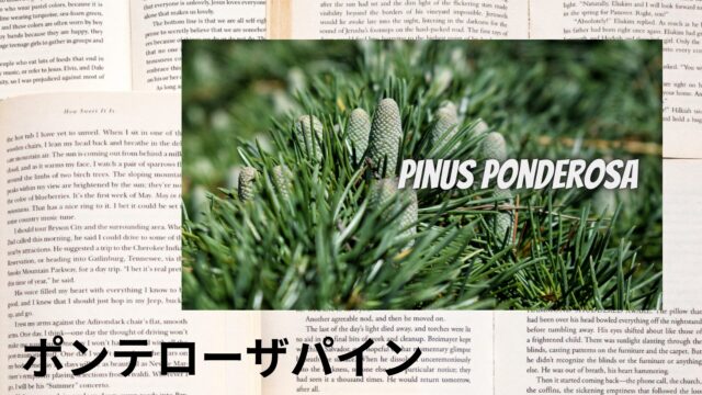 ポンテローザパインのアロマハーブ事典(辞典)用アイキャッチ＠botanical-study