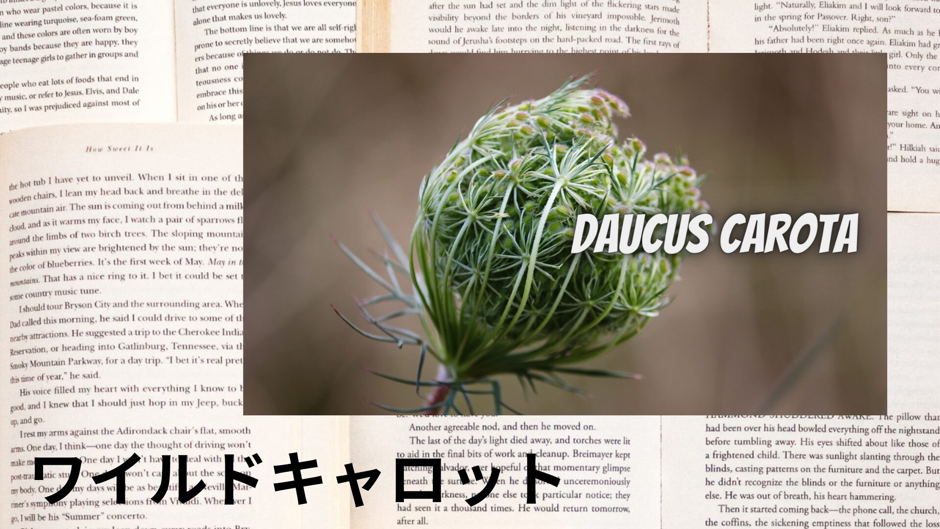 wild-carrot-aroma-herb-dictionary-eyecatch-botanical-study