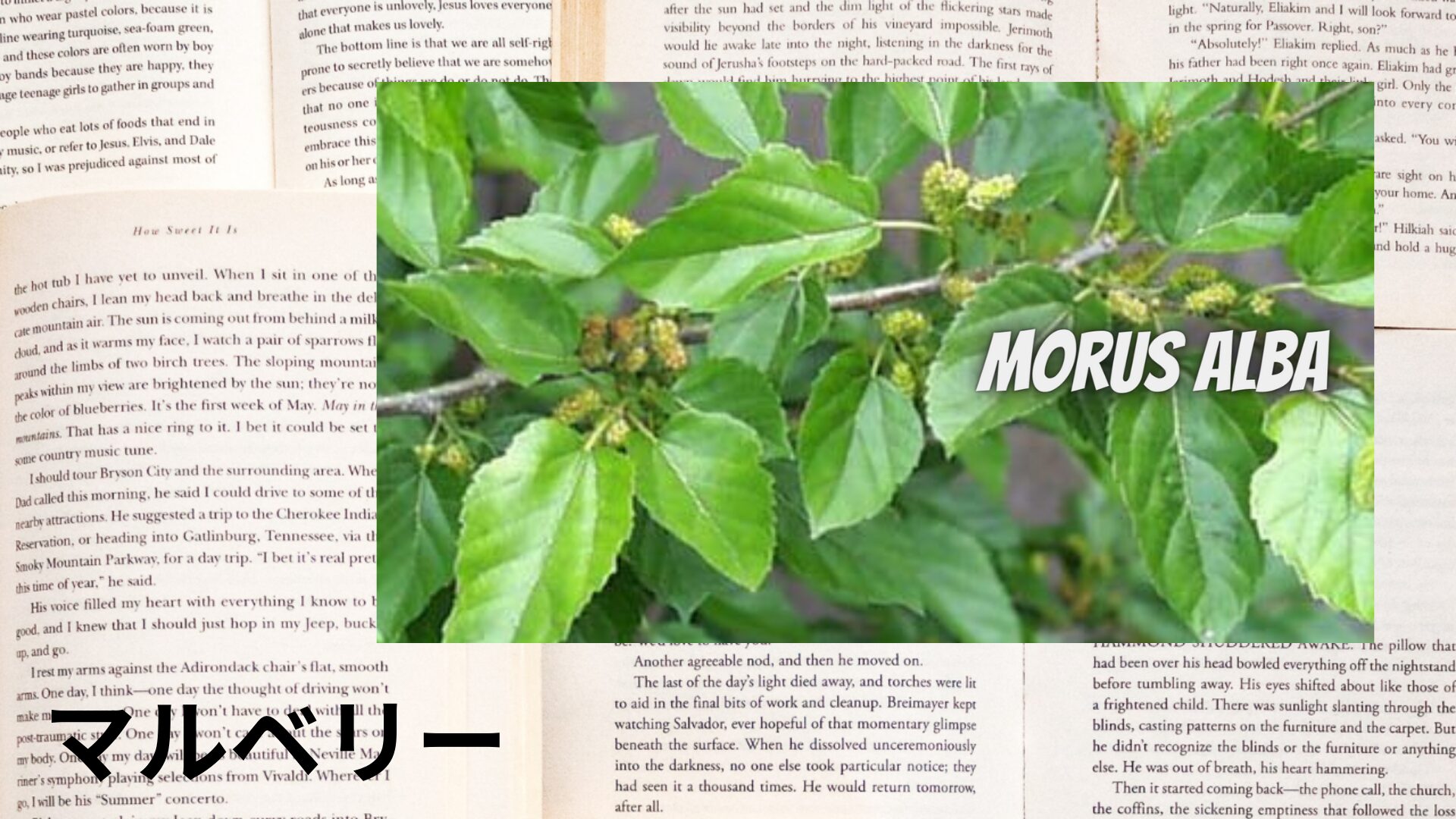 mulberry-aroma-herb-dictionary-eyecatch-botanical-study