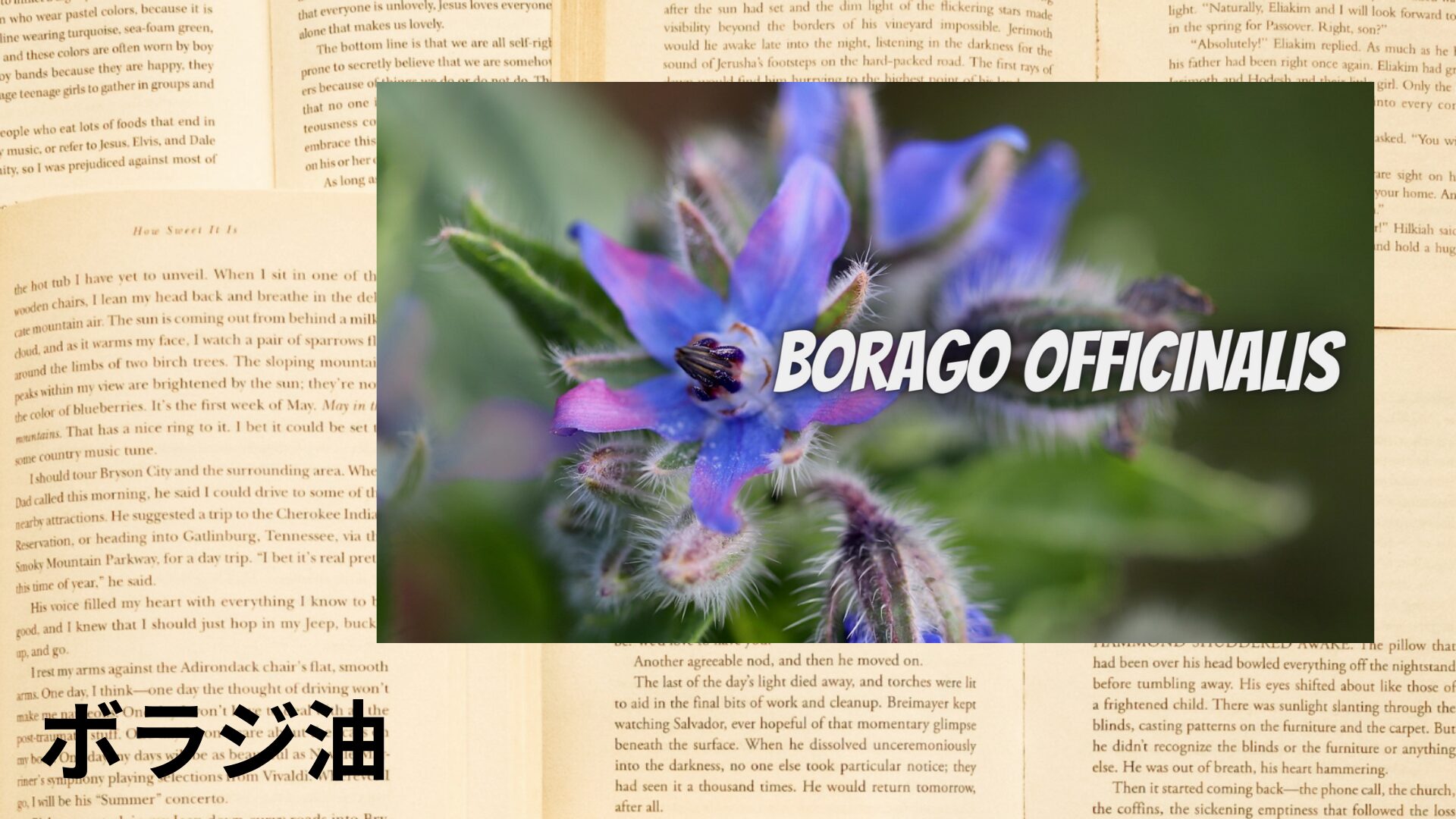 borage-oil-aroma-herb-dictionary-eyecatch‐botanical-study