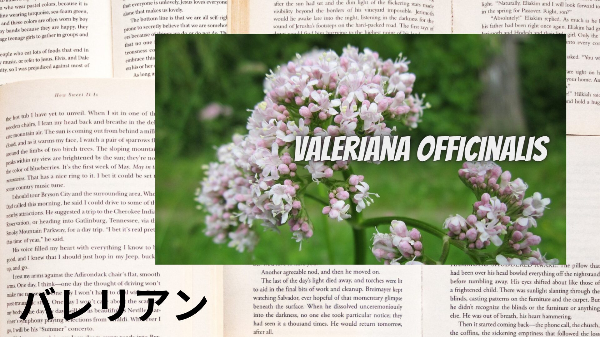 valerian-aroma-herb-dictionary-eyecatch-botanical-study