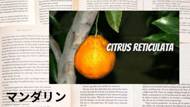 マンダリンのアロマハーブ事典(辞典)用アイキャッチ＠botanical-study