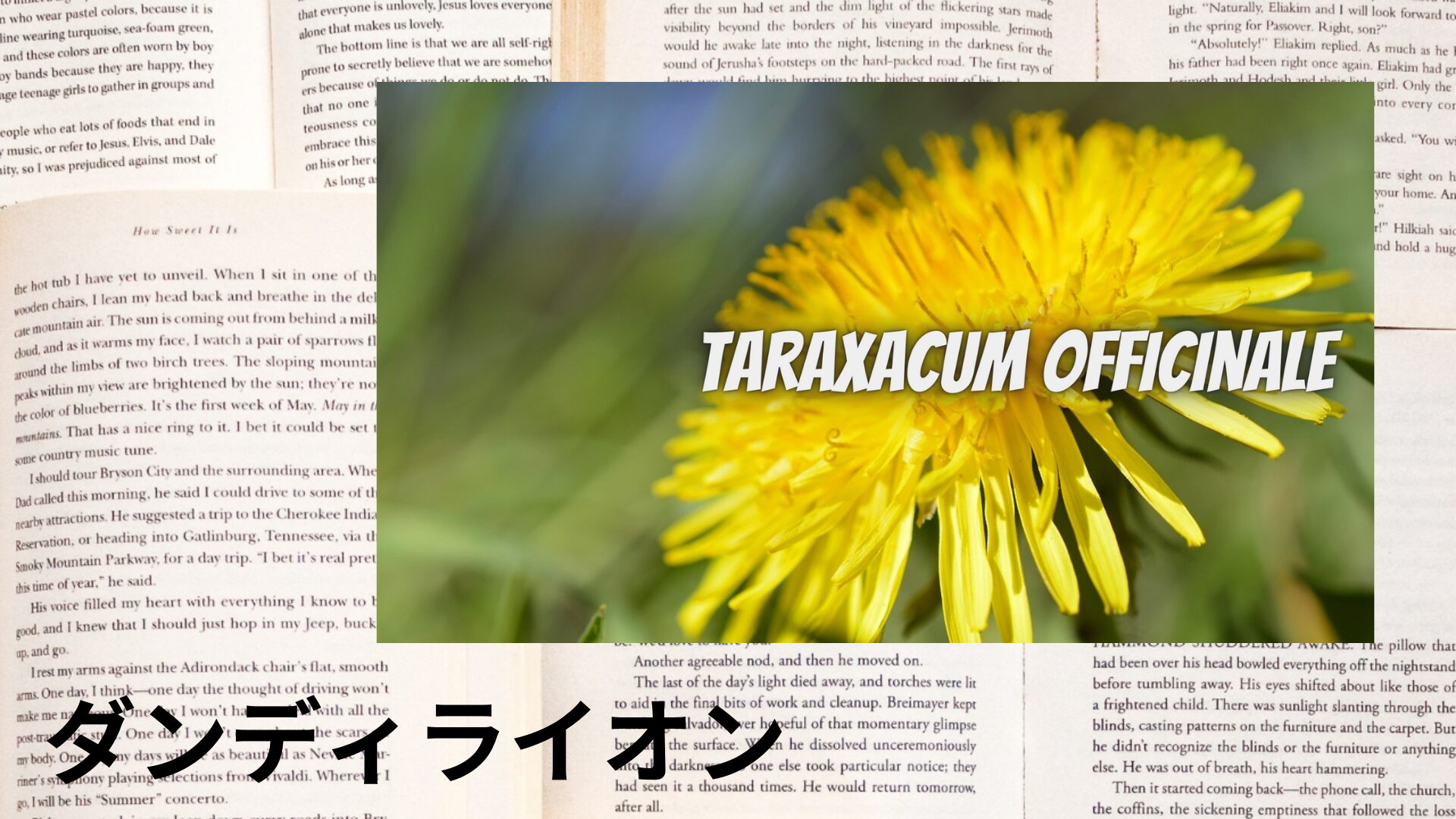 dandelion-aroma-herb-dictionary-eyecatch-botanical-study