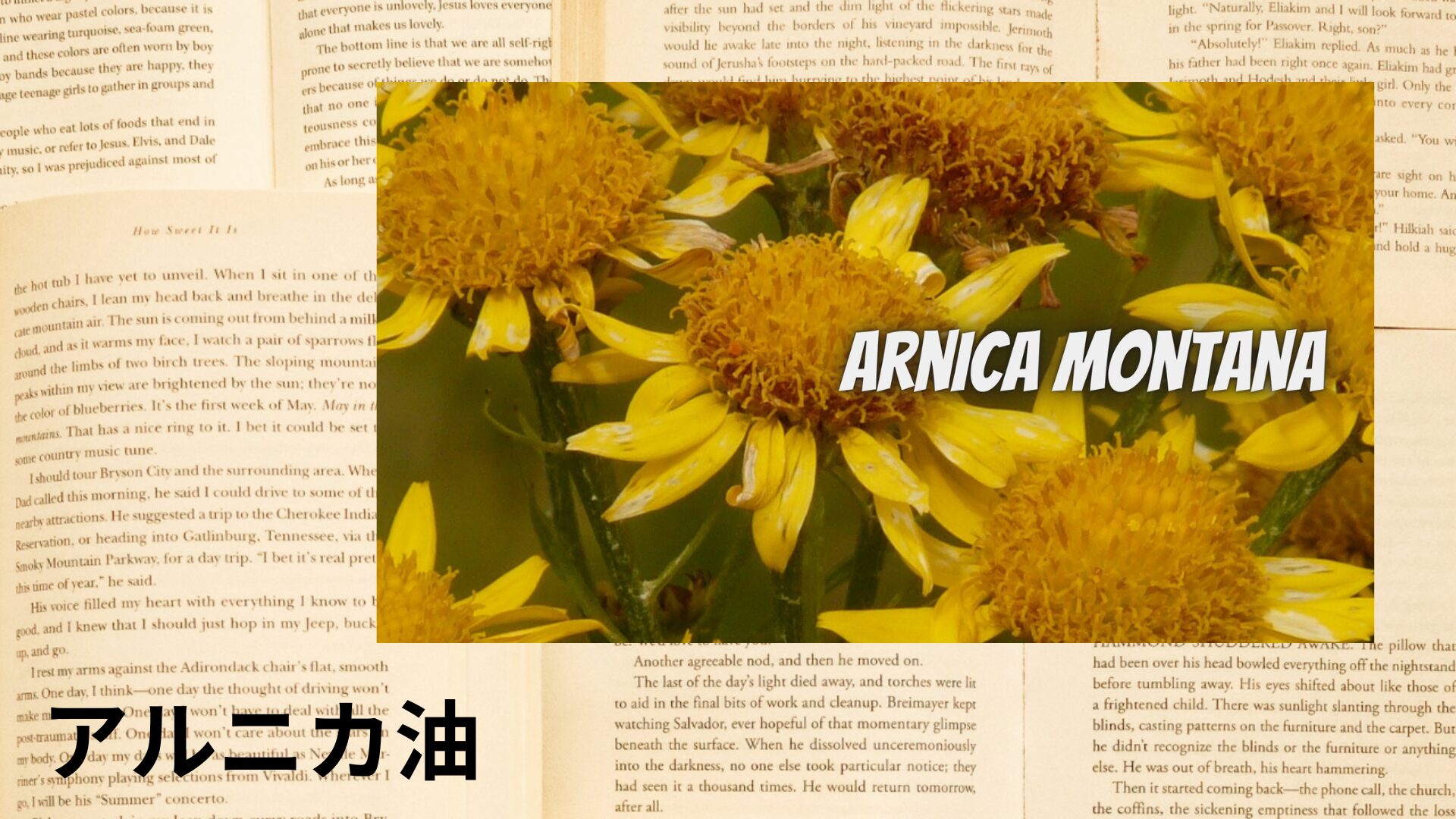 arnica-oil-aroma-herb-dictionary-eyecatch-botanical-study