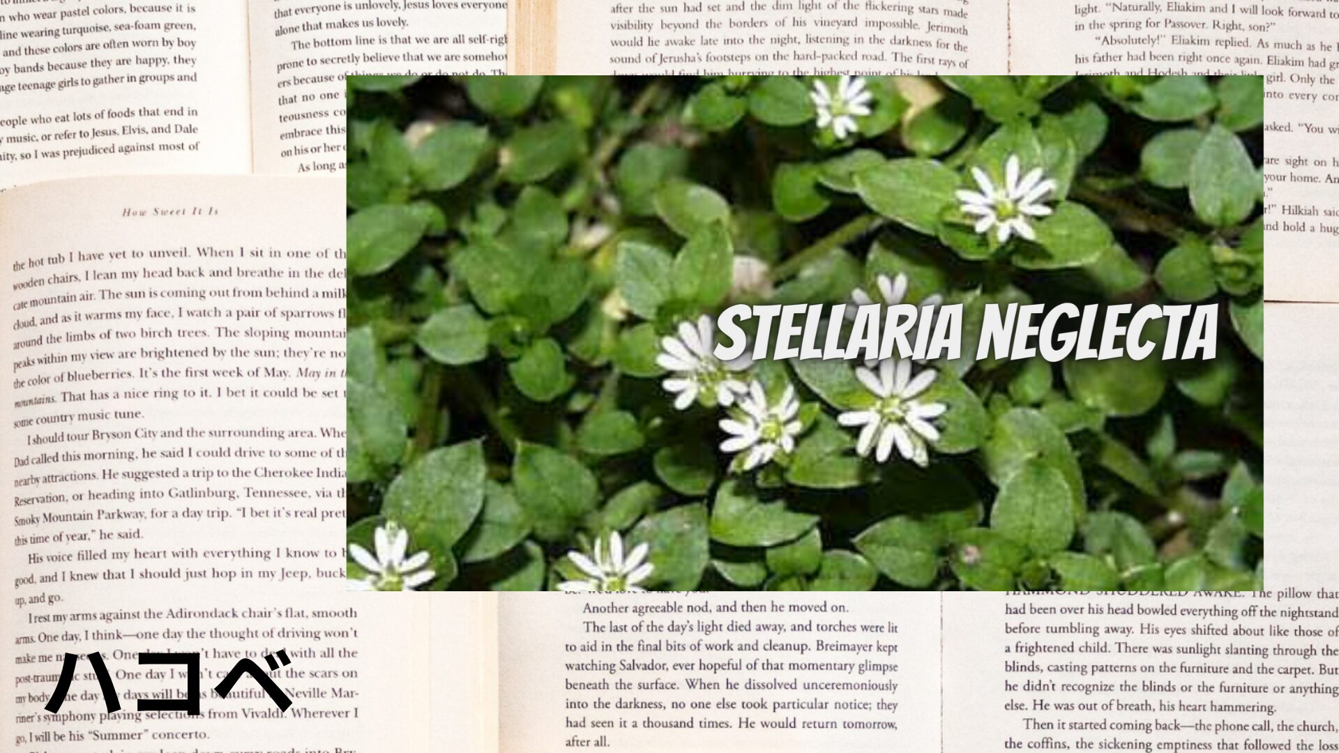 chickweed-aroma-herb-dictionary-eyecatch-botanical-study