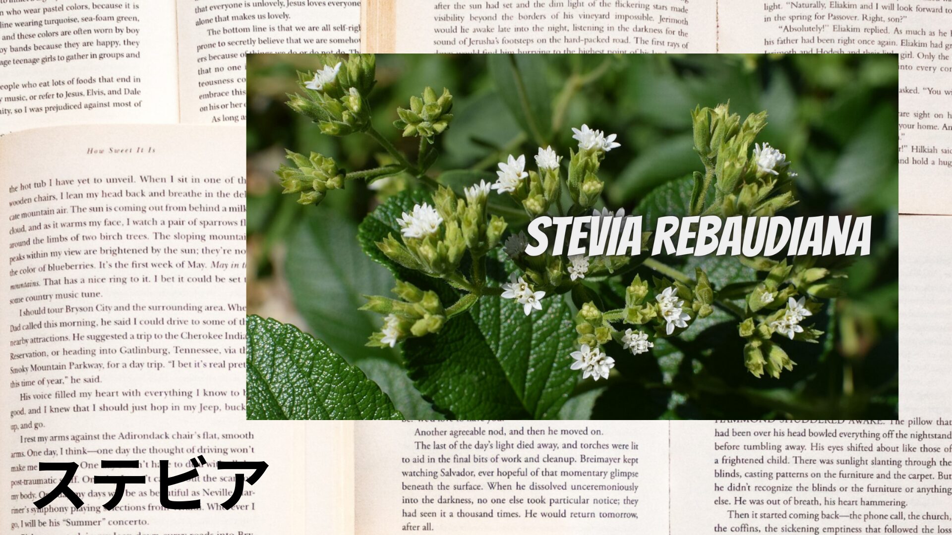 stevia-aroma-herb-dictionary-eyecatch-botanical-study