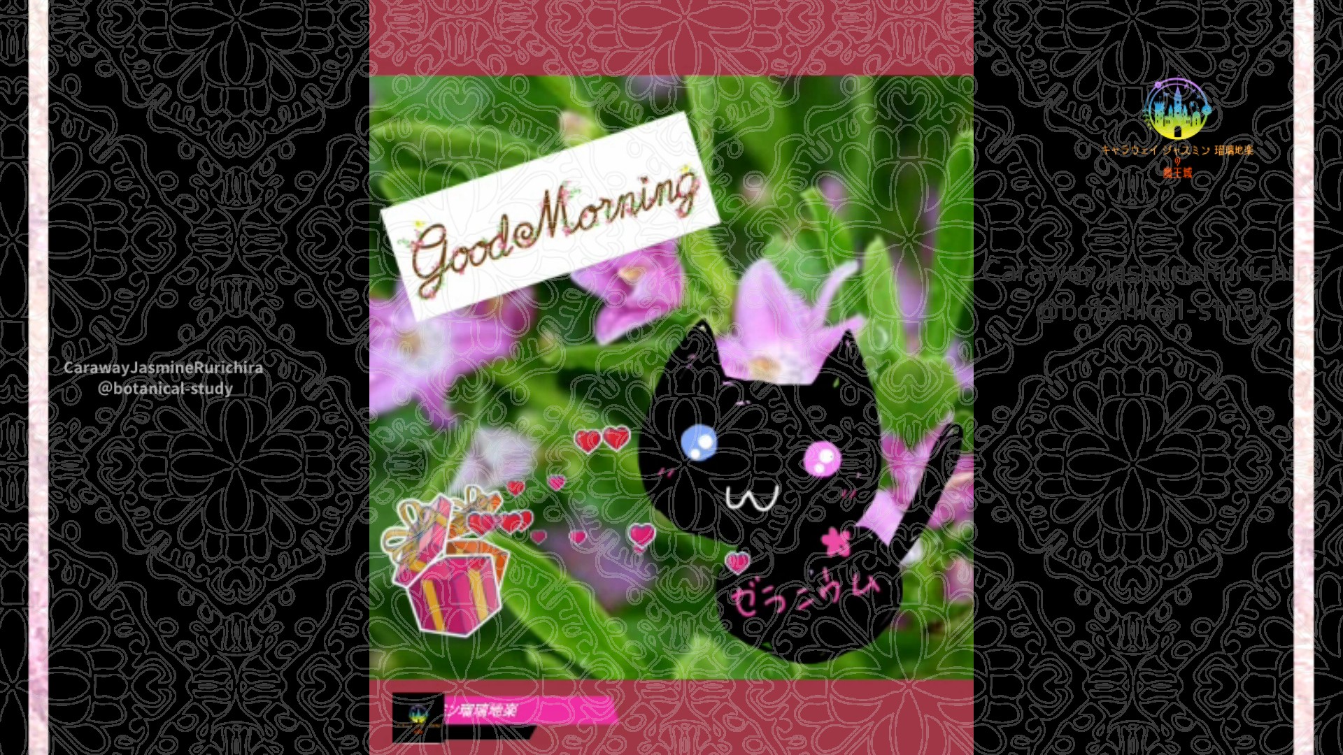 「サザンクロス」11月5日Rゼラニウム瑠璃地楽と今日の誕生花とおはようメッセージ＠botanical-study