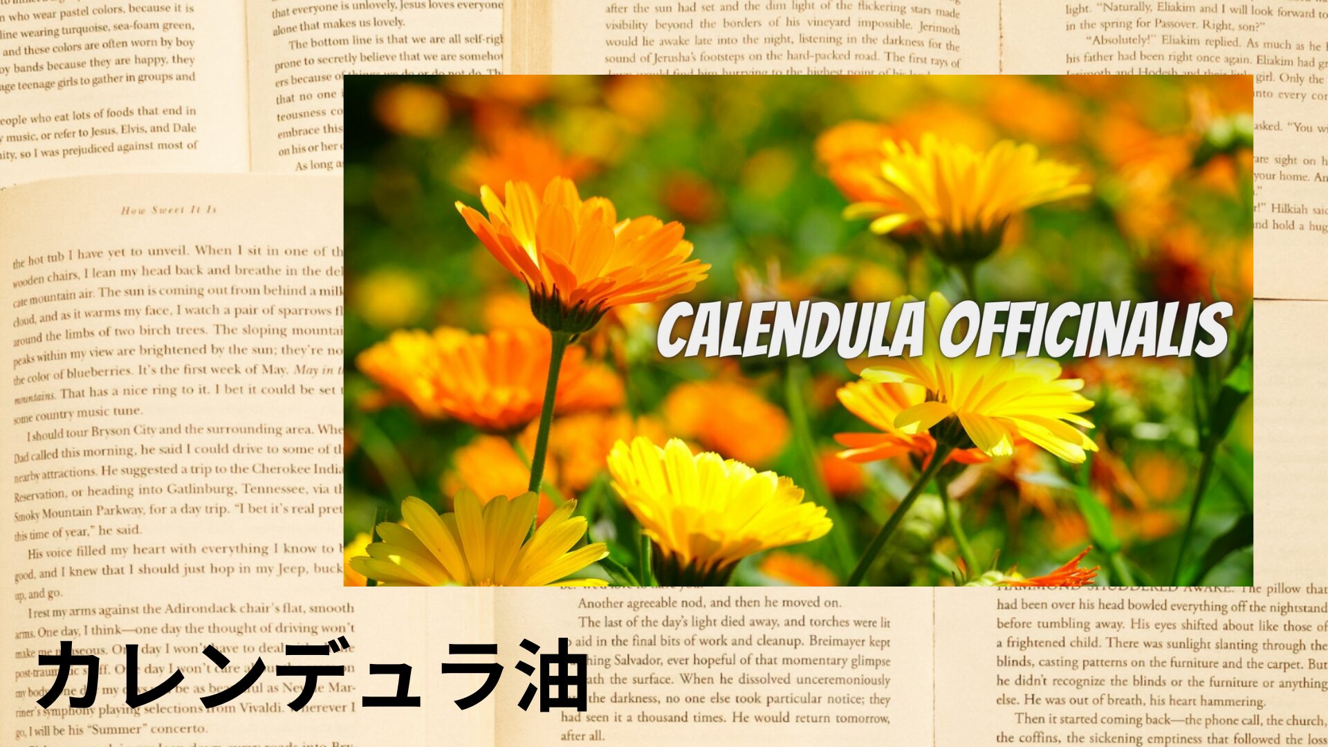 calendula-oil-aroma-herb-dictionary-eyecatch-botanical-study