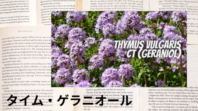 タイム・ゲラニオールのアロマハーブ事典(辞典)用アイキャッチ＠botanical-study