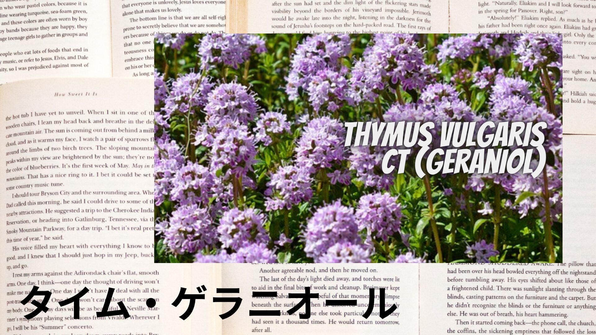 thyme-geraniol-aroma-herb-dictionary-eyecatch-botanical-study