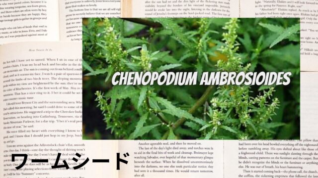 ワームシードのアロマハーブ事典(辞典)用アイキャッチ＠botanical-study