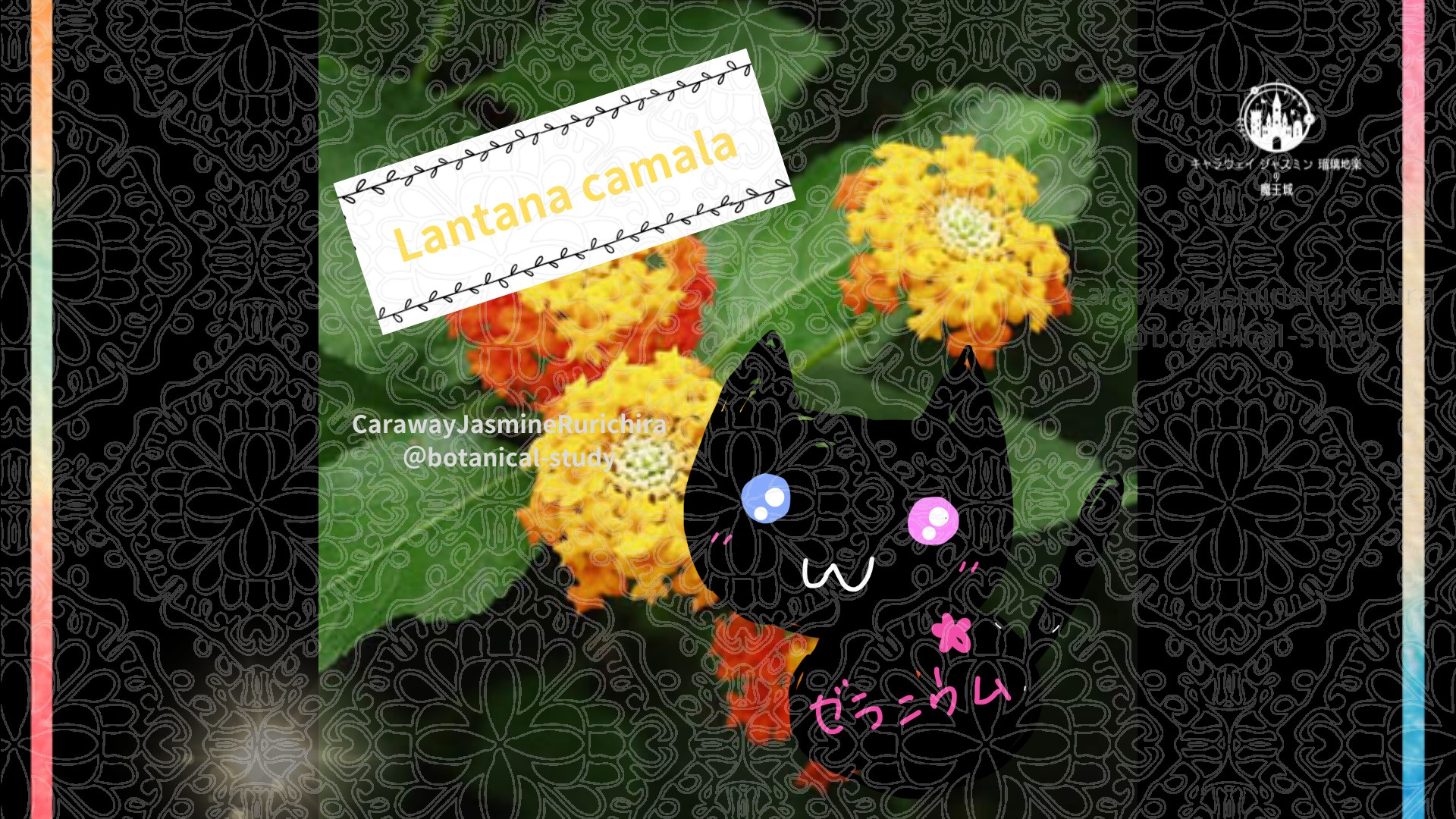 今日の誕生花A　11.9