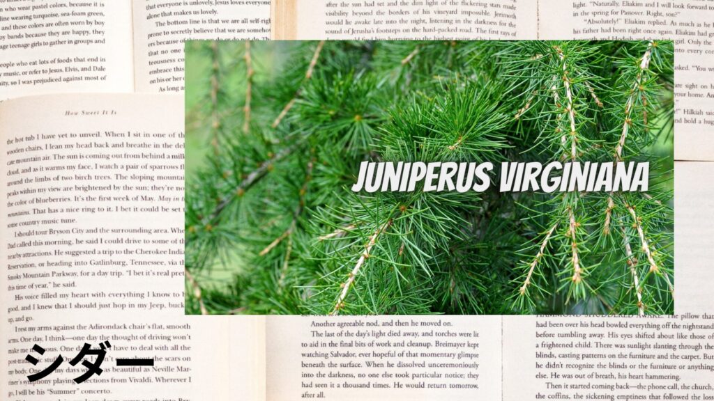 cedar-aroma-herb-dictionary-eyecatch‐botanical-study