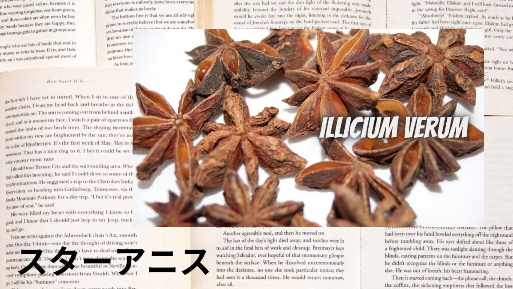 star-anise-aroma-herb-dictionary-eyecatch-botanical-study