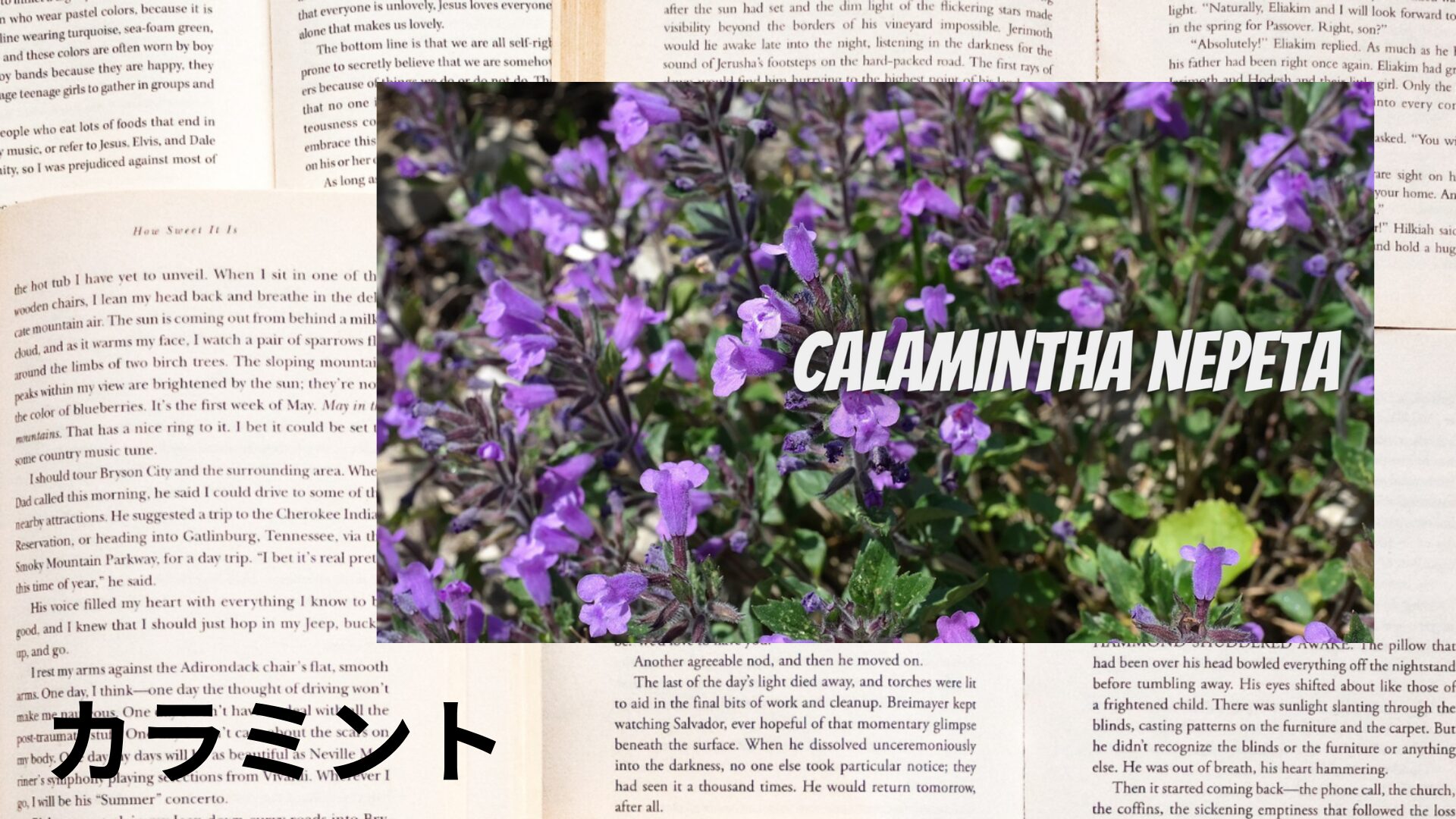 calamint-aroma-herb-dictionary-eyecatch-botanical-study