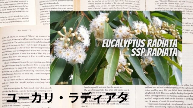 ユーカリ・ラディアタのアロマハーブ事典(辞典)用アイキャッチ＠botanical-study