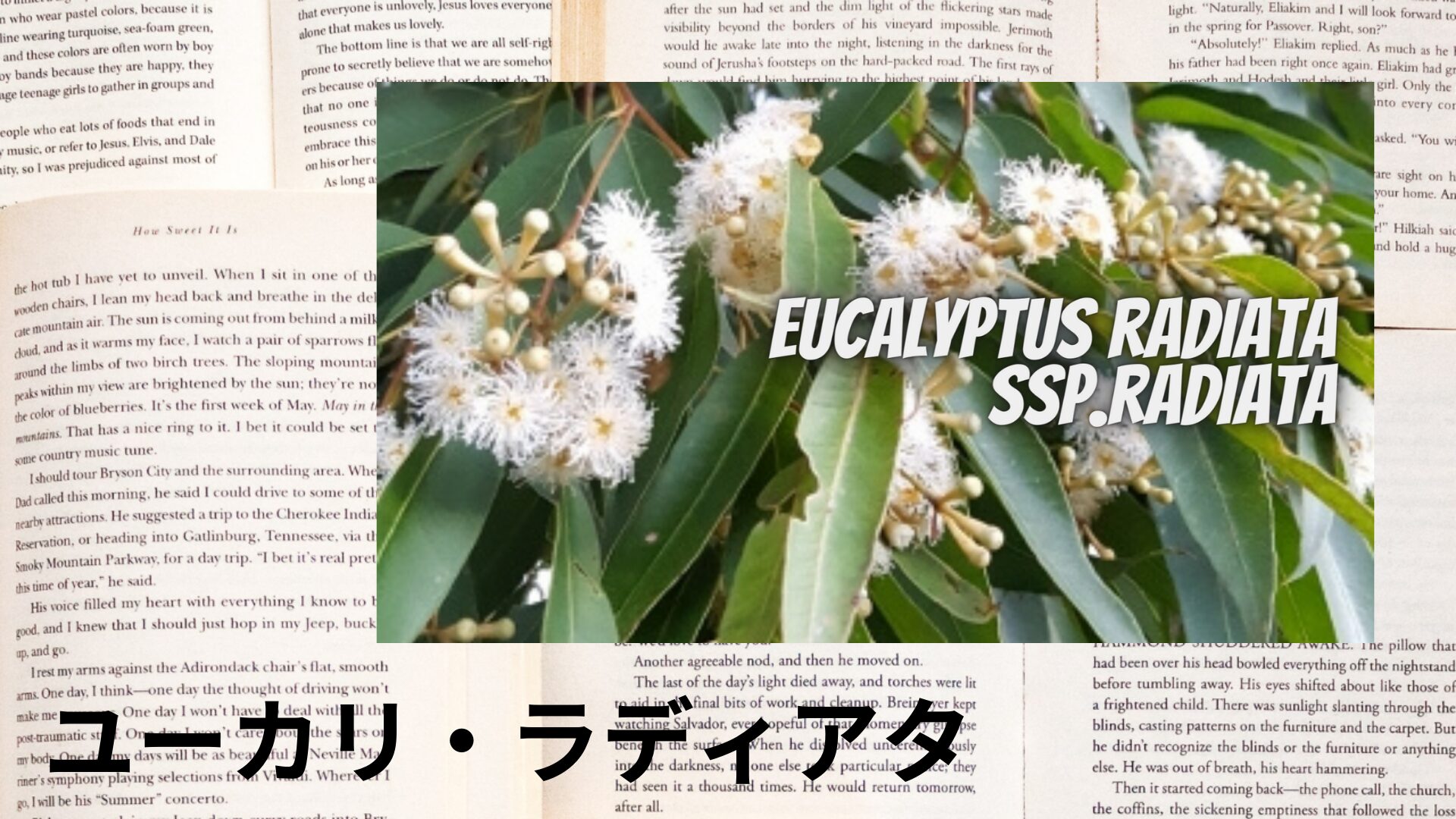 eucalyptus-radiata-aroma-herb-dictionary-eyecatch-botanical-study