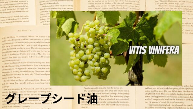 グレープシード油のアロマハーブ事典(辞典)用アイキャッチ＠botanical-study