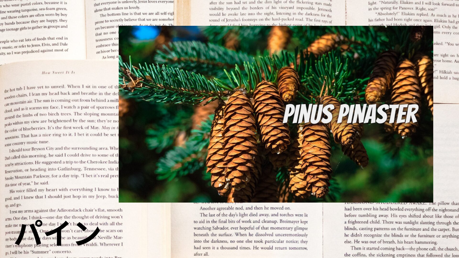 pine-aroma-herb-dictionary-eyecatch-botanical-study