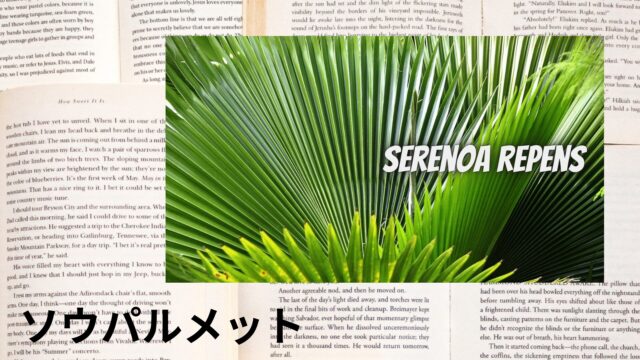 ソウパルメットのアロマハーブ事典(辞典)用アイキャッチ＠botanical-study