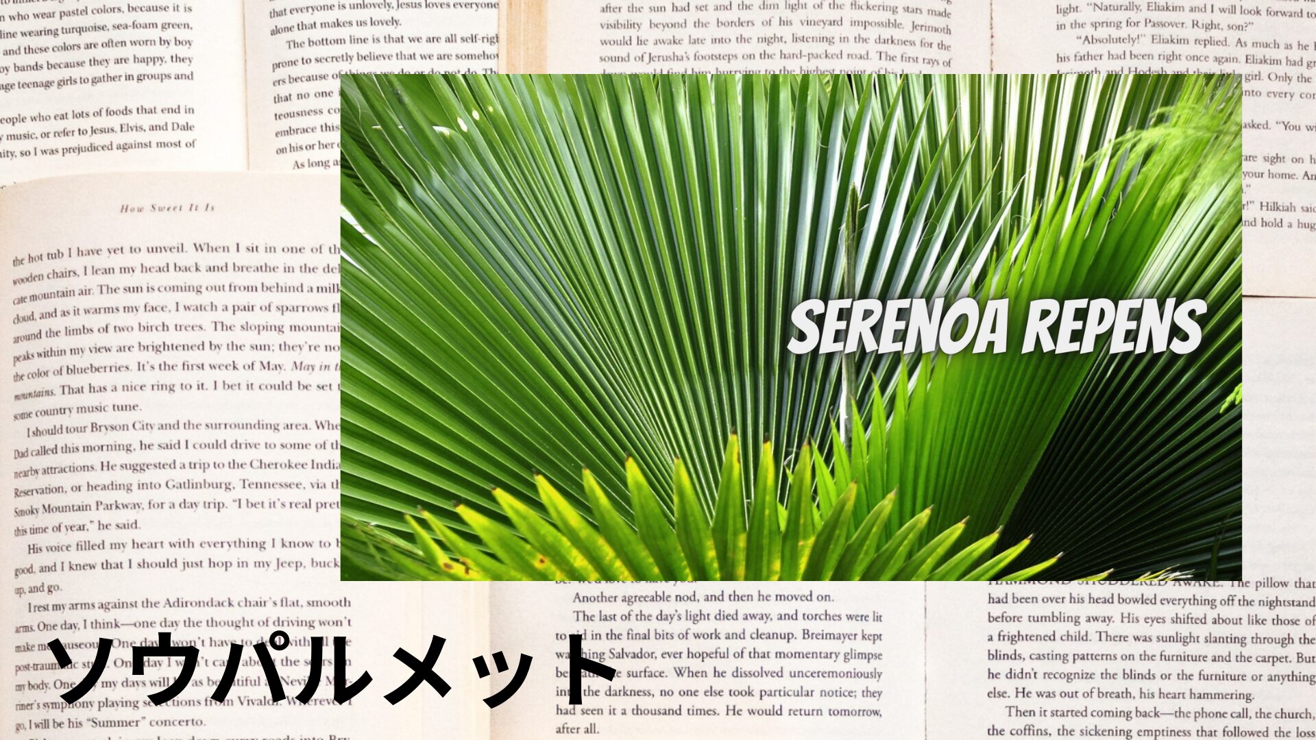 saw-palmetto-aroma-herb-dictionary-eyecatch-botanical-study