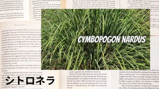シトロネラのアロマハーブ事典(辞典)用アイキャッチ＠botanical-study