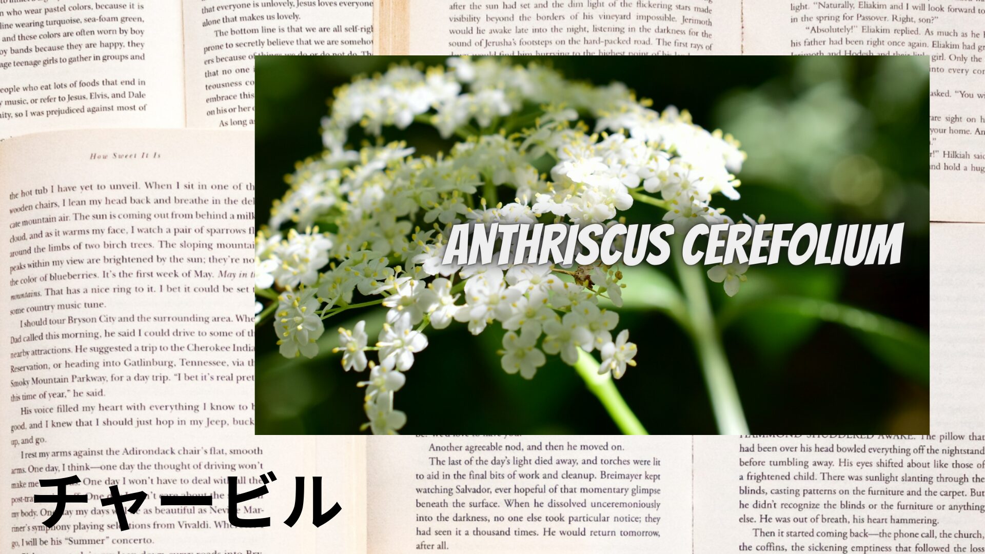 chervil-aroma-herb-dictionary-eyecatch-botanical-study