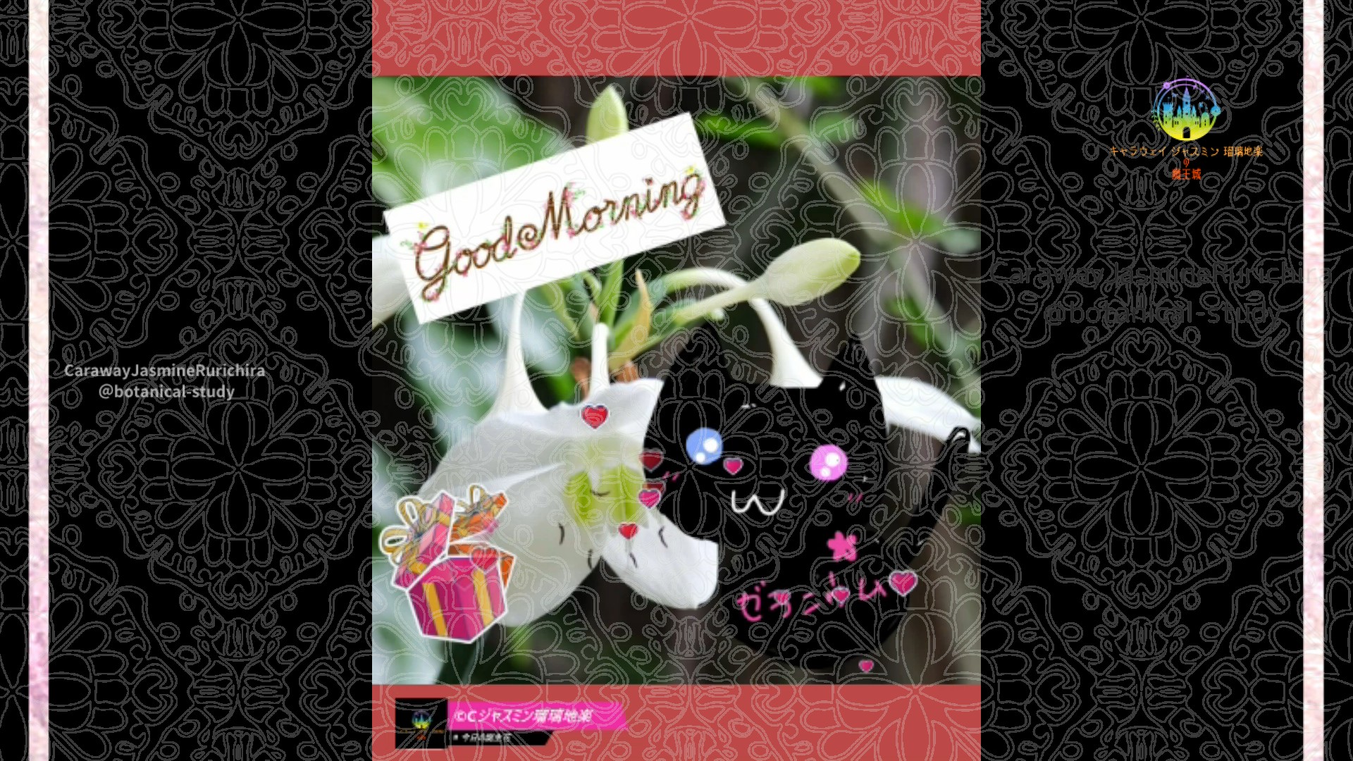 「アマゾンリリー」11月10日Rゼラニウム瑠璃地楽と今日の誕生花とおはようメッセージ＠botanical-study