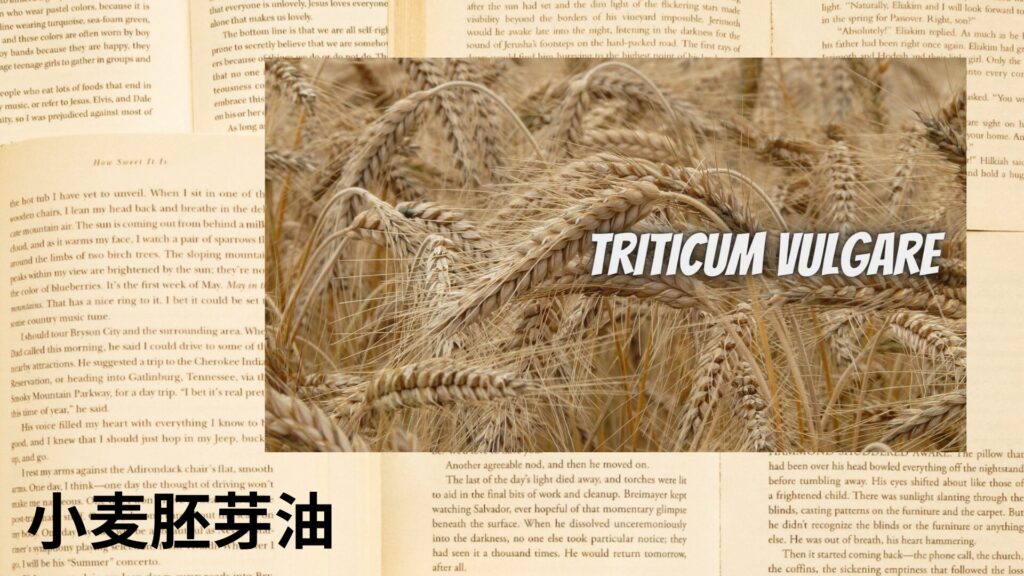 wheat-germ-oil-aroma-herb-dictionary-eyecatch-botanical-study