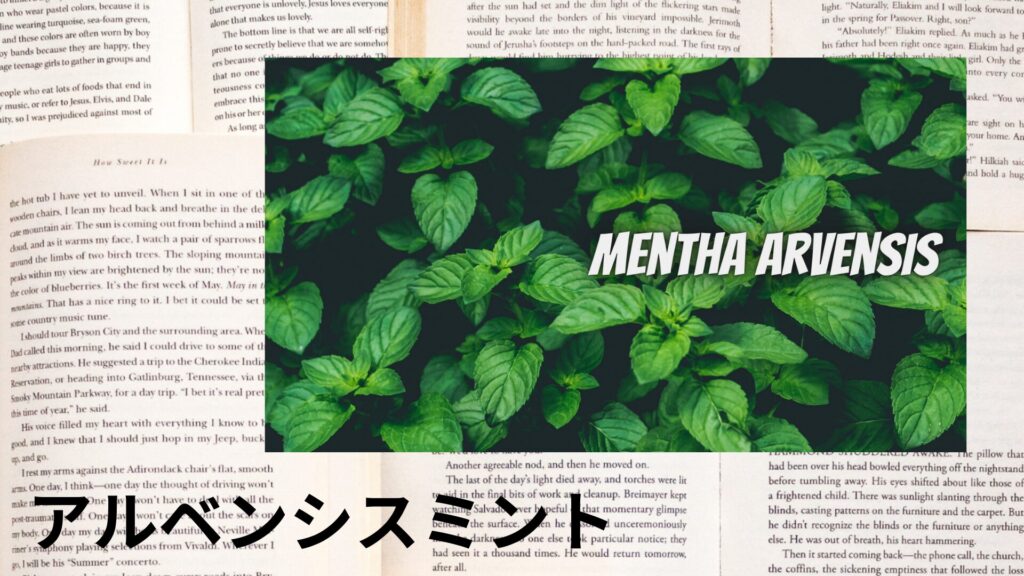 アルベンシスミントのアロマハーブ事典(辞典)用アイキャッチ＠botanical-study