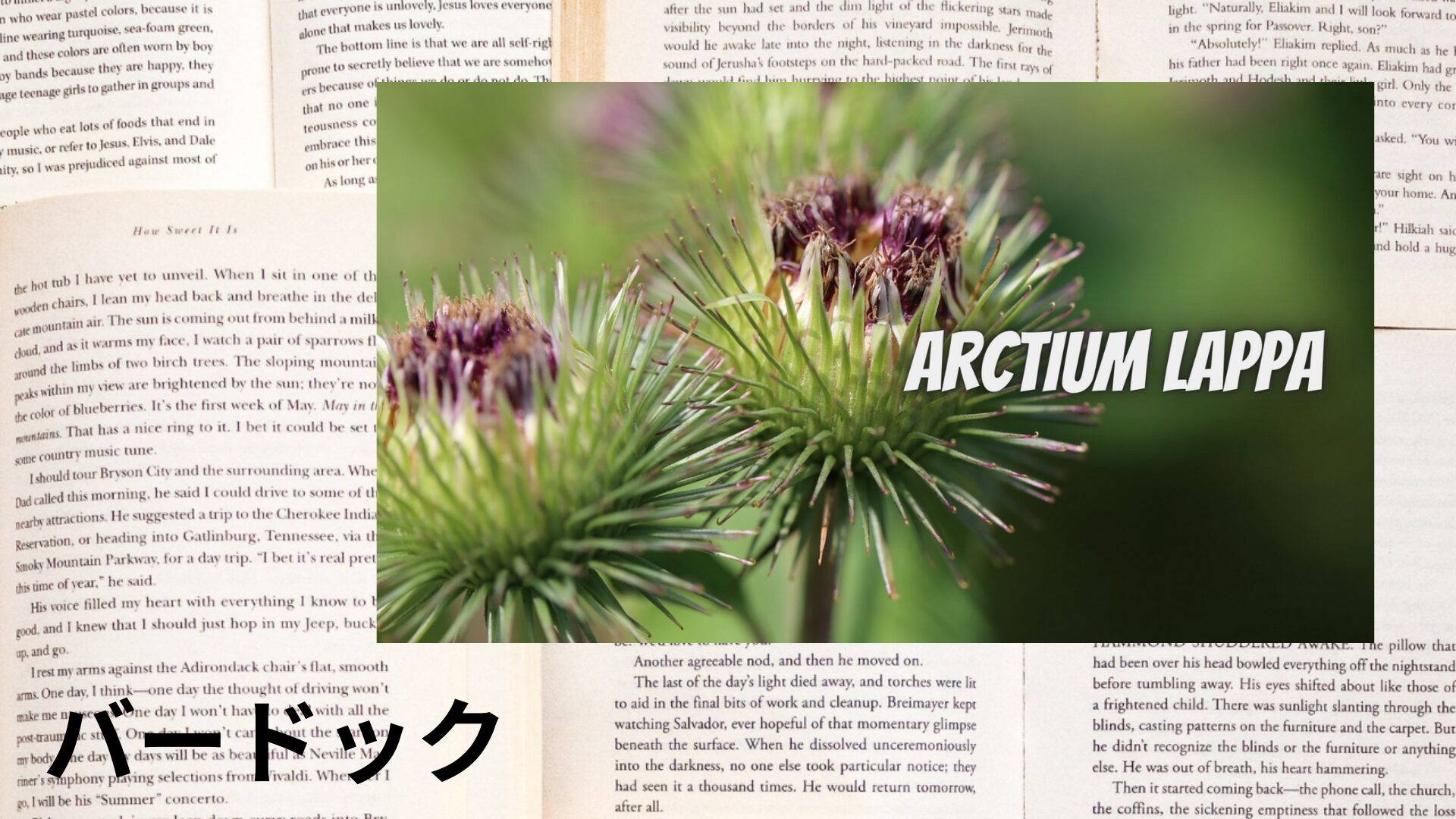 burdock-aroma-herb-dictionary-eyecatch-botanical-study