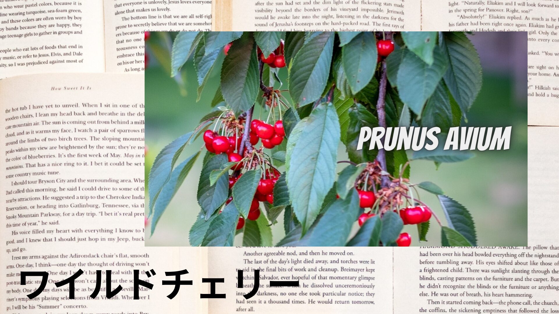 wild-cherry-aroma-herb-dictionary-eyecatch-botanical-study